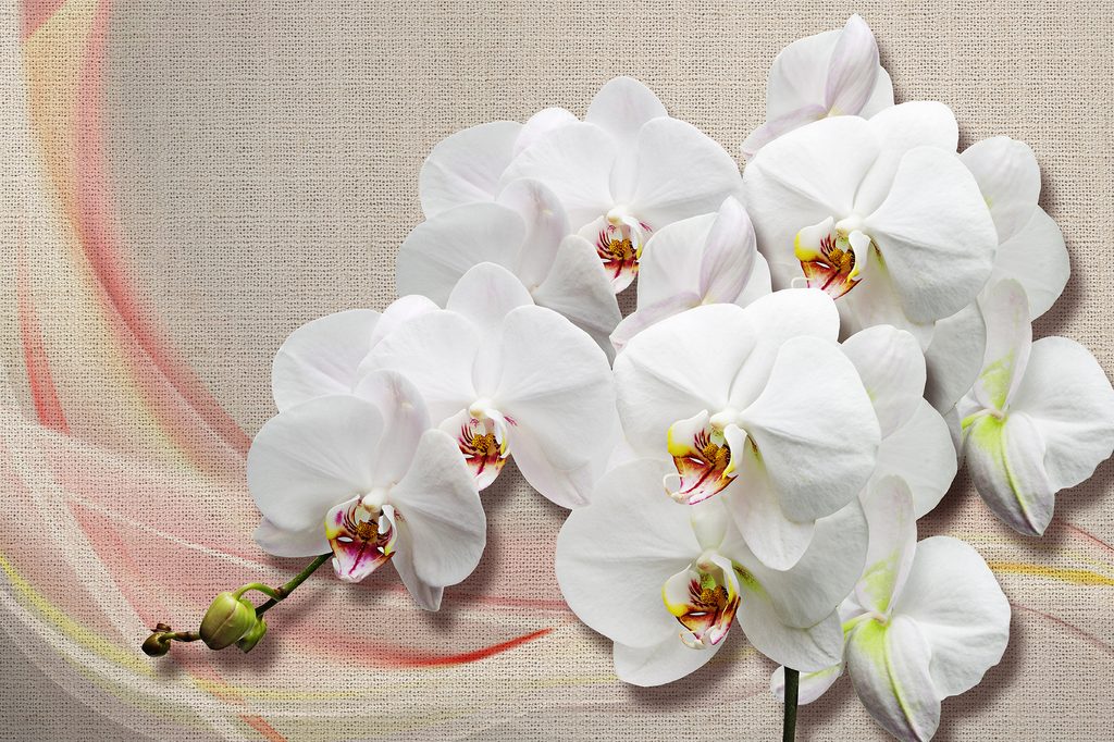 Prirodno Gnojivo za Orhideje: Jednostavan Recept za Zdrav Rast