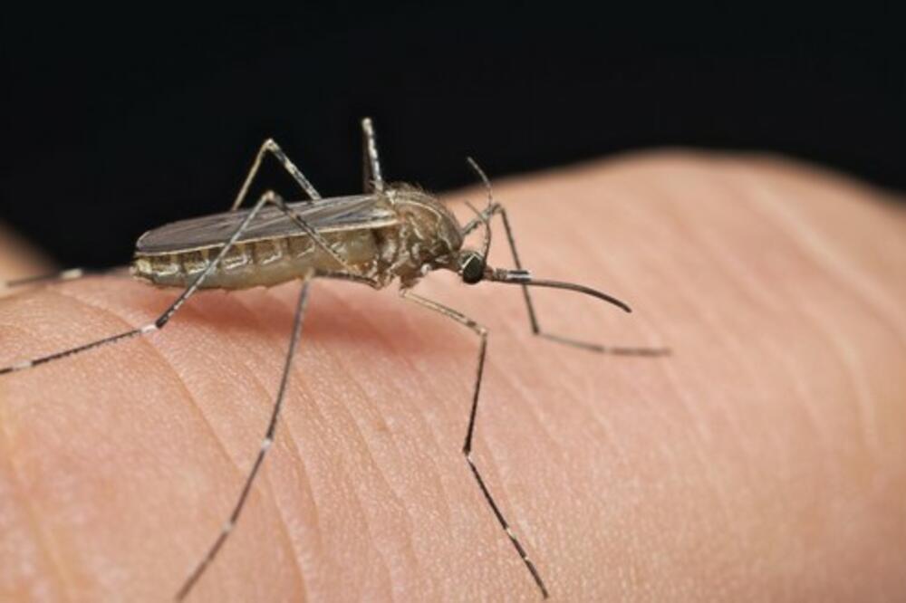 Kako se efikasno riješiti komaraca