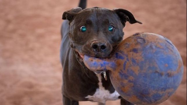 Jedan slijepi pas iz skloništa Best Friends Animal Sanctuary u saveznoj državi Juta proglašen je herojem nakon što je svojim instinktom spasio život volontera koji ga je šetao. Dan Fišbejn, volonter ovog skloništa, jednog oktobarskog jutra odlučio je prošetati psa Mugana, starijeg mješanca koji je zbog rijetke bolesti izgubio vid. Mugan, iako slijep, uvijek je bio znatiželjan, a Fišbejn je pazio da ga sigurno vodi stazama. Muganov Instinkt Zaustavio Opasnost Dok su hodali pješčanom stazom, Fišbejn nije primijetio zmiju čegrtušu koja je ležala ispred njih. Mugan je, međutim, instinktivno osjetio prisustvo zmije i zaustavio se, upozoravajući Fišbejna na opasnost. – Mugan se iznenada okrenuo udesno, pa sam pogledao dolje i ugledao sklupčanu zmiju – ispričao je Fišbejn za Newsweek. – Čegrtuša je ležala odmah pokraj moje noge. Nježno sam povukao Mugana i zahvalio mu. Ko bi rekao da će me spasiti moj slijepi pratitelj? Zmije u Juti: Prijetnja, ali i Važan Dio Ekosistema U saveznoj državi Juti živi pet različitih vrsta čegrtuša koje su, unatoč svojoj opasnosti, ključne za lokalni ekosistem jer se hrane glodavcima. Iako njihov ugriz može biti ozbiljan, smrtni slučajevi su rijetki ako se zatraži medicinska pomoć odmah nakon ugriza. Muganova Nagrada i Poseban Odnos sa Fišbejnom Po povratku u sklonište, Mugan je nagrađen omiljenim poslasticama, a Fišbejn je priznao da ovaj događaj dodatno produbio njihov poseban odnos. – Mugan je oduvijek bio poseban pas, ali sada, nakon svega, on je za mene postao pravi anđeo čuvar – zaključio je Fišbejn. Heroji dolaze u raznim oblicima, a Mugan, slijepi pas, dokazao je da čak i oni koje smatramo slabijima mogu biti izvor velike snage i hrabrosti.